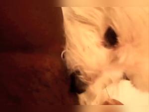 Zoophilia Video: Discover Bestiality Sex With A Dog