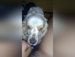 Discover the most extreme animal sex videos