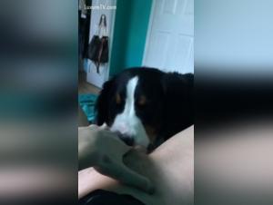 Zoophilia video: an extreme sex session with a dog