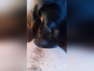 Discover the intense pleasure of bestiality with a dog