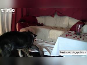 Explora el deseo incandescente: mujeres y perros en una danza erotica