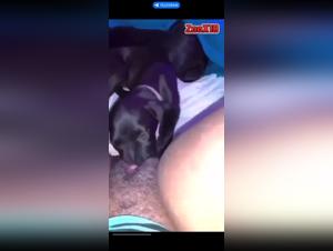 An extreme zoophilia experience with a dog