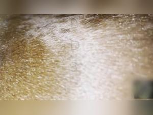 Women fucked by a horse