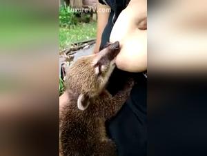 zoofilia tube coati