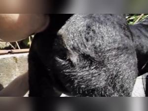 Zoophilia Video: Man and Dog in an Extreme Sexual Encounter