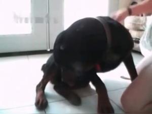 Hard Sex Scene with a Black Dog