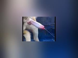 Extreme Bestiality Sex Video