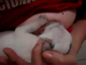 Zoophilia Video: A Woman and Her Puppy