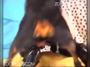 Hottest Animal Porn Videos of the Summer