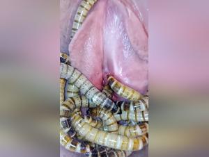Video of zoophilia with flesh-eating larvae