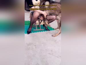 Stuhlsattigung bei Hunden in China