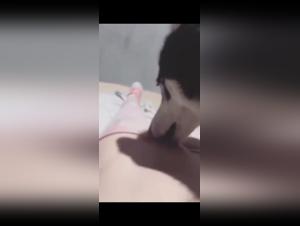 Dominazione canina: l'Otaku distrutto