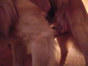 Bestiality and Bestiality Sex Videos: Watch Delicia in a Shocking Dog Encounter