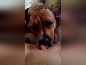 Zoophilia video with an excited dog