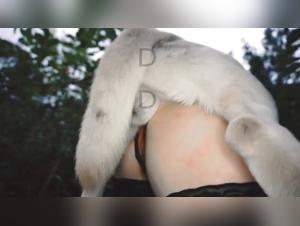 Yasmine: feroce vendetta di un cane selvatico