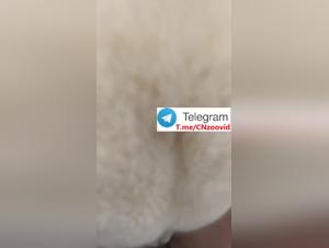 Una donna cinese che esplora i suoi desideri piu profondi con un cane