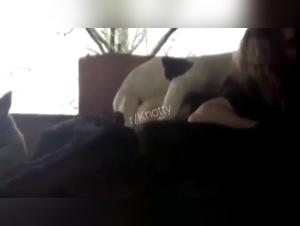 Vidéo bestialité et zoophilie: une expérience unique