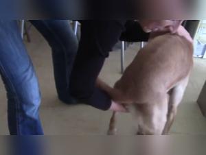 Sex with dog: Jessy loves it