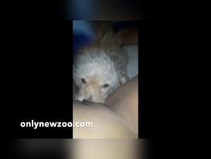 Passionate dogs offer oral caresses to a young woman