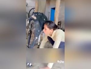 Zoo Skool - Animal Thrills