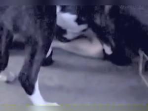 Inke and Her Canine Companion: A Wild Encounter