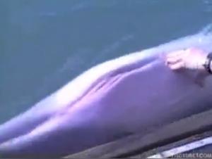 Unique zoophilia video: woman and dolphin