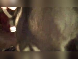 Passionate amateurs indulge in bestial practices