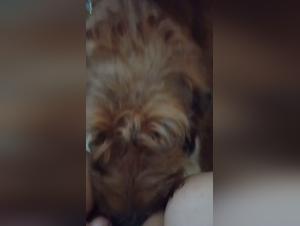 Pussys Salvajes, lingue spietate: un vortice di Eros Animal