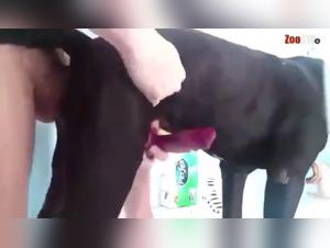 Bestiality Sex Video: An Extreme Experience