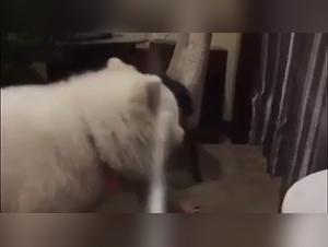 Sex Videos with Dogs - Discover Bestiality