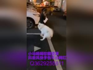 An intense and exciting zoophilia experience