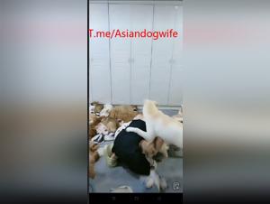 Cazzo con il cane, la troia asiatica, le delizie selvagge e proibite