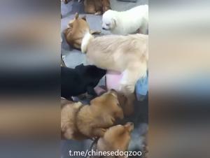 Unkontrollierbare Hundeorgie mit einer asiatischen Frau