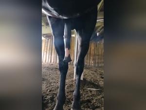 Unleashed Animal Energy