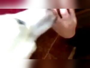 Bestiality Video: A Milf and her Canine Lover