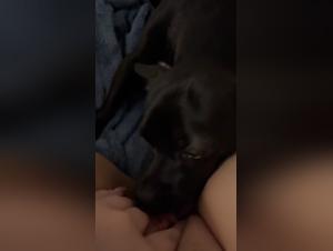 videos porno zoofilia dogsex