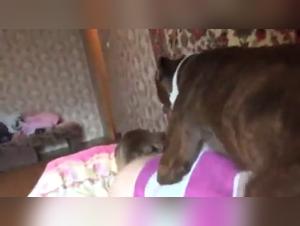 Zoophilia video with an unexpected couple