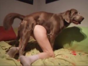 Une Expérience de Sexe avec un Chien Sauvage