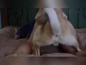 Hard and forbidden scenes: sex with dog