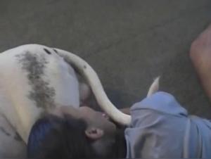 Watch Bestiality Videos with Dogs