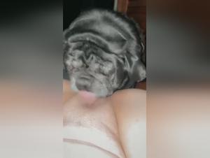 Dog sex videos: discover our selection of bestiality videos