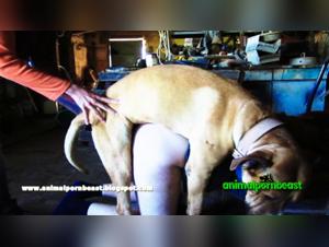 Dog Sex Video: An Exciting Experience