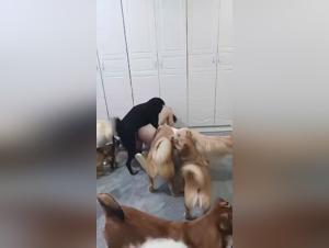 Zoolkoo: El oscuro universo de Dog Sexton