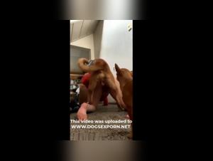 Frauen, die vom wilden Instinkt umarmt werden: Realistische Dogsex-Videos