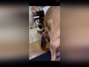 zoofiliaxxx with dog