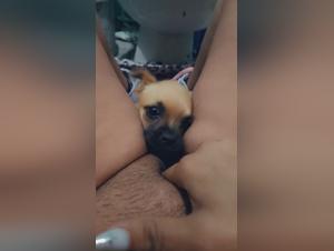 Video: Wild dogs, unsatisfied desires