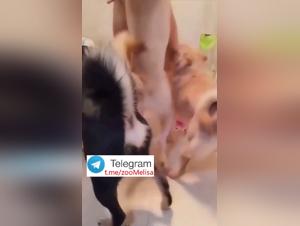 Sorella cinese, folle amore per il suo cane - Parte 2