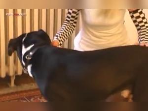 Sex video with a dog: an unforgettable first time