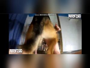 Explore the Limits of Bestiality