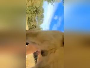 Tieruntreue: Ein Triumvirat obszoner Freuden
